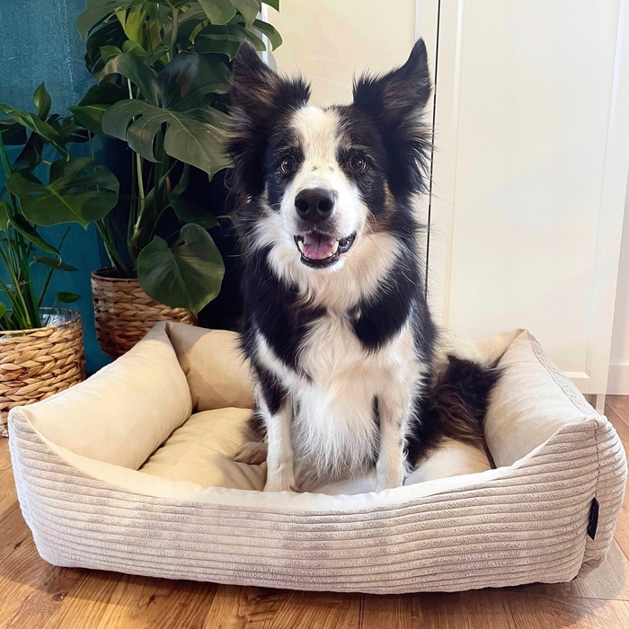 Вельветове лежак для собак MOLLY, 60x40 см, Бежевий