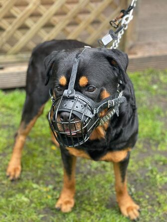 Металевий намордник L&J Pets для американських бульдогів та великих собак, регульований, безпечний, сріблясто-чорний