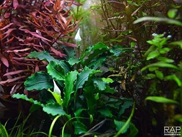 Набір акваріумних рослин AquaOne: 3 шт. для нано-акваріуму, стеблова Hygrophila, почвопокривна Eleocharis