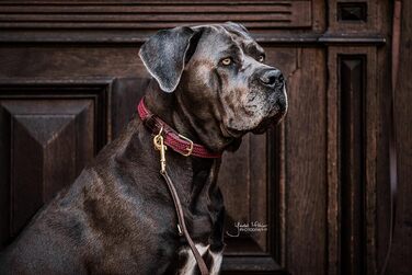 Kentucky Dogwear: Плетений нашийник для собак з нейлону Бордовий, розмір S, 42 см