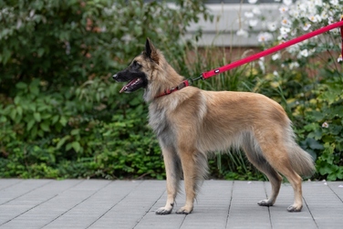 Набір нашийник та повідець для великих собак Huggy Doggy, сірий, розмір L