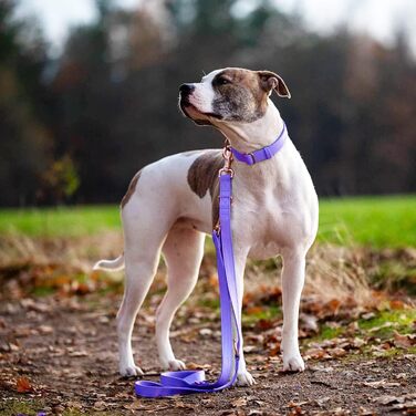 Набір собачий: шкіряний нашийник та поводок (2м) - регульований, з металевою застібкою Rose Gold, для собак різних розмірів, фіолетовий, M (XS, ширина 1.5см)