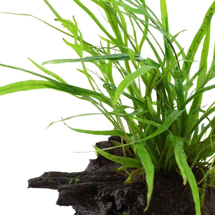 Акваріумна рослина Microsorum pteropus 'Trident' на корчі, водна рослина з кореневищем для акваріума