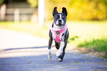 Шлейка для собак CHIARA Soft MIA, розмір XL (м'яка, водонепроникна, регульована, безпечна), колір: Рожевий