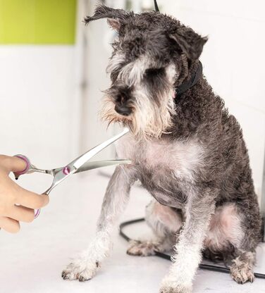 Ножиці для грумінгу собак правою рукою від Petsvv: вигнуті, з безпечними закругленими кінцями, з нержавіючої сталі. Підходять для собак, котів та інших тварин.