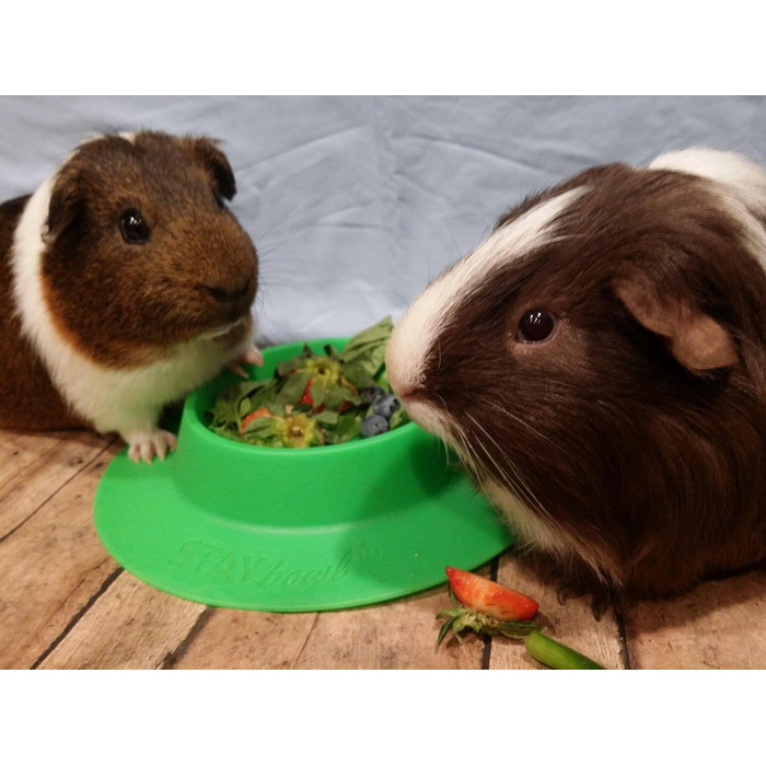 STAYbowl Миска для гризунів та інших дрібних тварин, кріпиться, салатовий колір