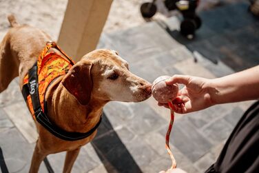 Шлейка Julius-K9 Power&More для собак, розмір L (Pixeljuice)