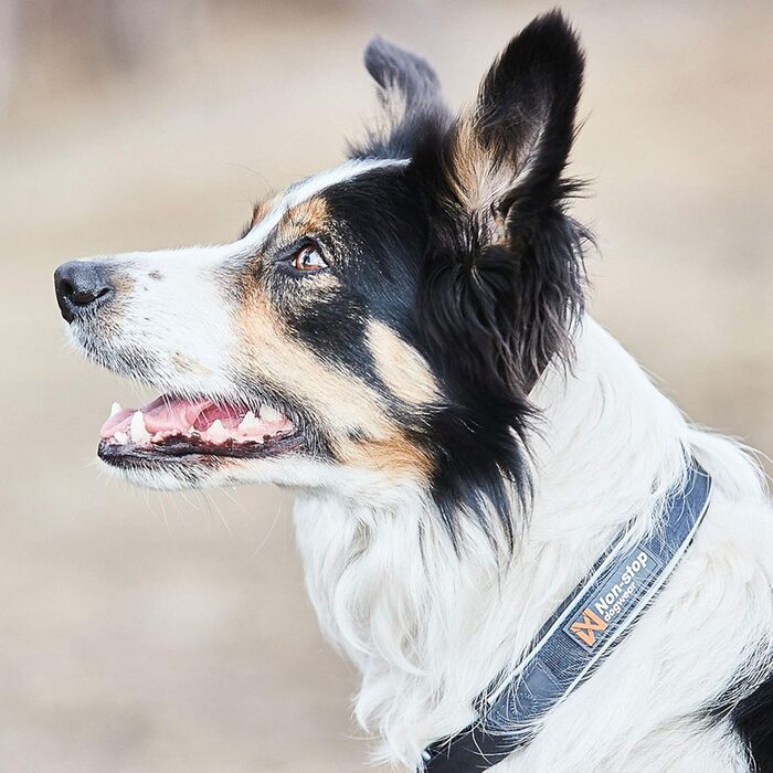Нашийник для собак Non-stop dogwear Cruise з обмежувачем натягу, чорний, розмір L, зручний