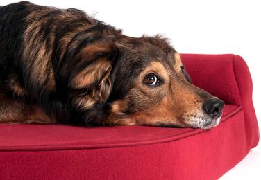 Подушка для собак Karlie Kissen Ortho Visco L, 60x48x21 см, червона