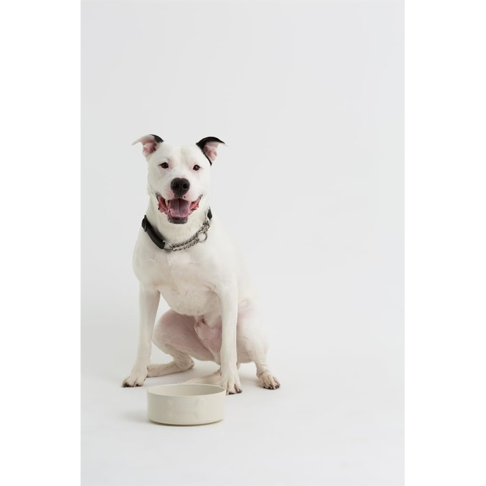 Миска для собак Mason Cash, кремовий колір, 20 см