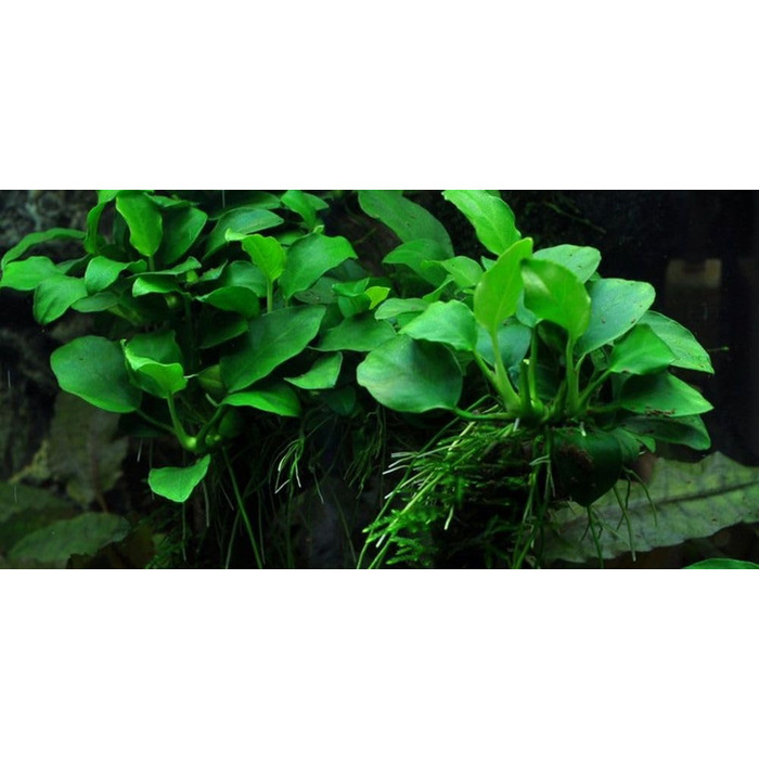Акваріумна рослина Hygrophila corymbosa 'Compact', 3 шт — водна рослина для акваріума, стеблова, з розвиненою кореневою системою, легка у догляді, для акваскейпінгу та декору (Anubias 'Petite')