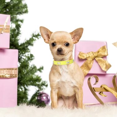 Нашийник для собак HALFSUO з шкіри та поводок Cobo: комплект для маленьких та середніх собак і котів (S, жовтий)