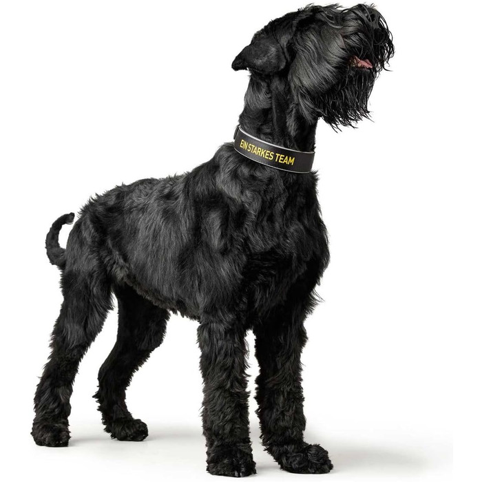 Нашийник для собак HUNTER Neopren Reflect BVB, світловідбиваючий, з підкладкою, чорний/жовтий, 45 см