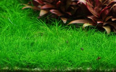 Набір з 3 in vitro акваріумних рослин 1-2 Grow, комплект №48, водні рослини для акваріума у стаканчиках