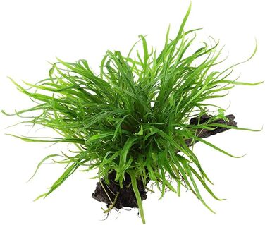 Акваріумна рослина Microsorum pteropus 'Trident' на корчі, водна рослина з кореневищем для акваріума