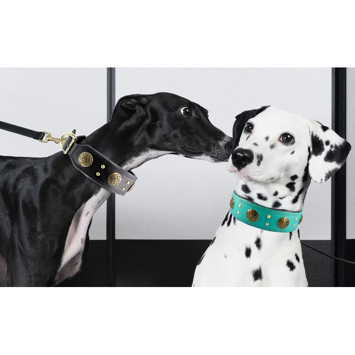 Нашийник для собак середніх порід Comfluxe з екошкіри, 5.1 см, міцний, з металевою застібкою, блакитно-зелений, з дизайном 