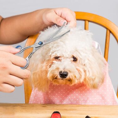 Ножиці для грумінгу собак, нержавіюча сталь, вигнуті ножиці для догляду за тваринами з безпечними закругленими кінцями, для собак та котів