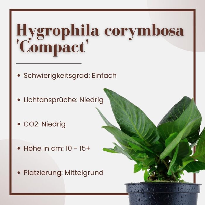 Акваріумна рослина Hygrophila corymbosa 'Compact', 3 шт. – водна стеблова рослина з повністю розвиненою кореневою системою, легка у догляді, для акваскейпінгу та декору акваріума