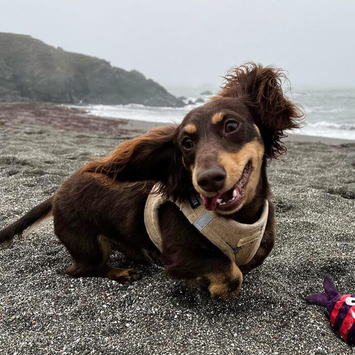 Нагрудник для собак Voyager Step-In з м'якого плюшу, розмір S (37-40 см) - Latte, Best Pet Supplies