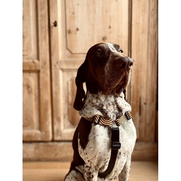 Шлейка для собак ORSO® H-подібна, 5-точкове регулювання, для собак маленьких та середніх порід, жовто-помаранчевий/чорний колір, розмір S