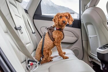 Ремінь безпеки для автомобіля V2 L Large