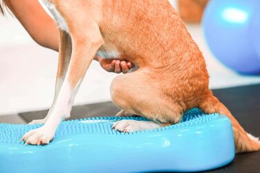 Навчальний килимок для собак - баланс борд, подушка - ортопедичний тренінг та ігри - для малих та великих собак, з насосом