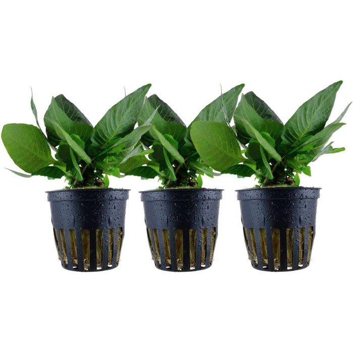 Акваріумна рослина Hygrophila corymbosa 'Compact', 3 шт. – водна стеблова рослина з повністю розвиненою кореневою системою, легка у догляді, для акваскейпінгу та декору акваріума