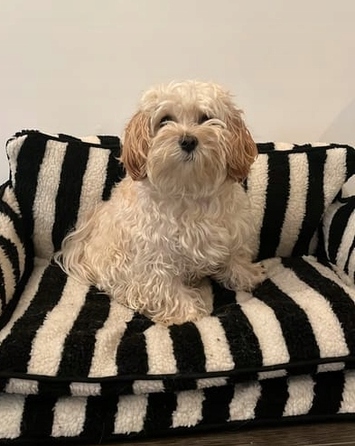 Розкішний диван для собак та котів – комфортне лежак-ліжко для домашніх тварин