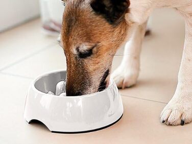 Антислизький набір для годування собак та котів Infactory, 1.2 л