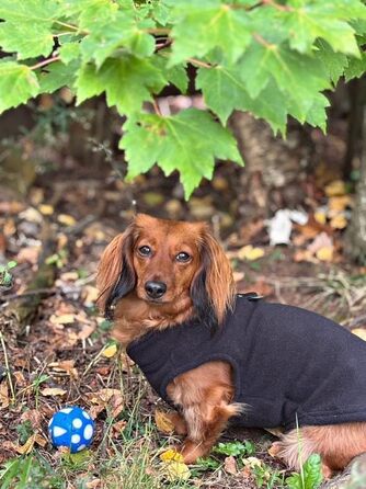 Тепла жилетка JACKO & CO для собак та котів з кільцем для повідка, чорна, розмір XXL (10,8-15,9кг)