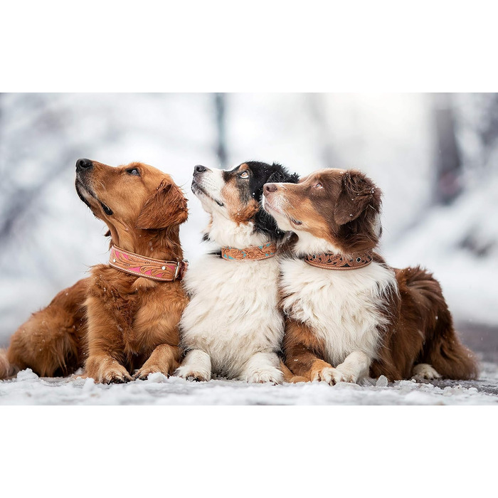 Обідній шкіряний нашийник для собак Mariano, бежевий, блакитний, коричневий, з візерунком квітів, розмір 24-28,5 см