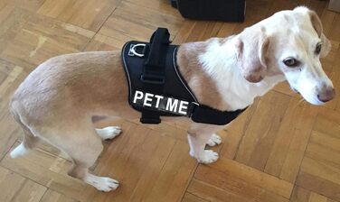 Шлея для собак Pet Me з нейлону, чорна, розмір 12-16 дюймів, із 2 відбивними нашивками, регульована