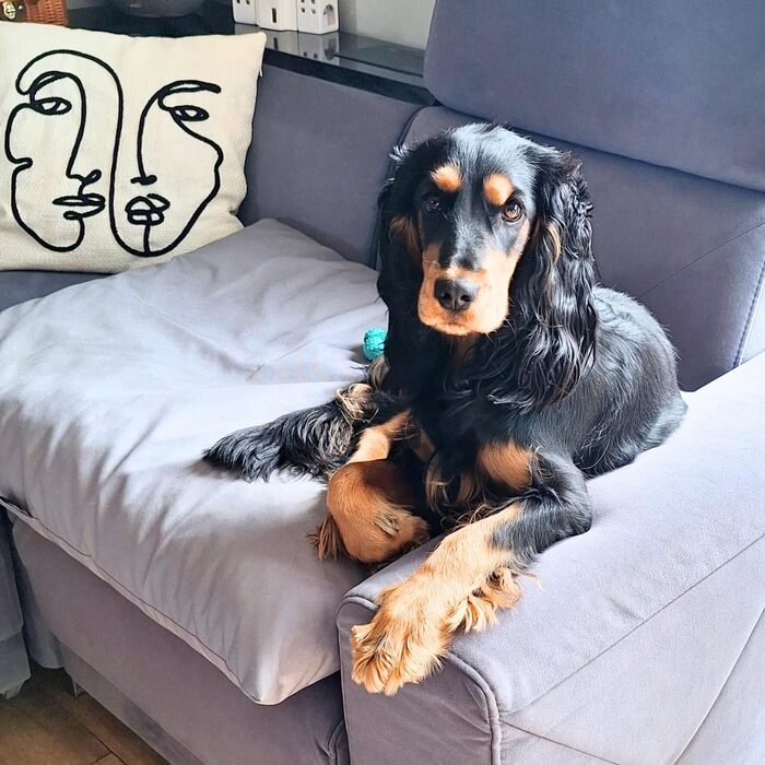 Водонепроникне лежанка для собак 80x60 см, сірого кольору - 4L Textil ZOE