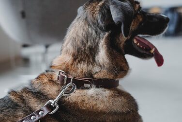 Нашийник для собак HUNTER Grenada з натуральної шкіри, темно-коричневий, ручної роботи, Німеччина, для тренувань та повсякденного використання, міцний, комфортний, розмір XS-S, обхват 28-32 см