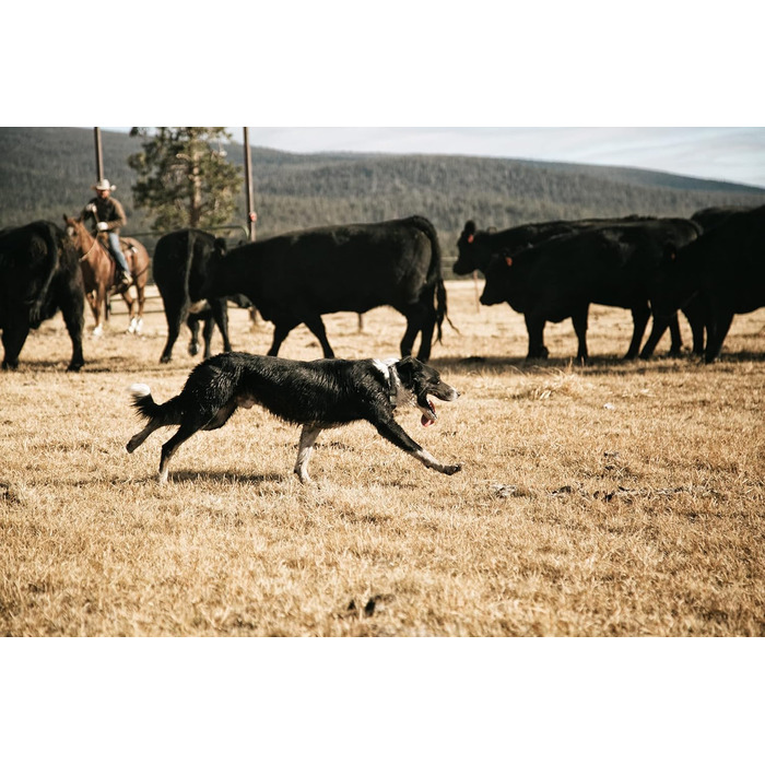 Нашийник для собак Carhartt, регульований, водонепроникний, Hunter Orange, універсальний розмір