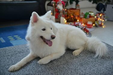 Ортопедичне собаче ліжко Raikou з плюшевою подушкою, 100x80x9 см (Сірий меланж)