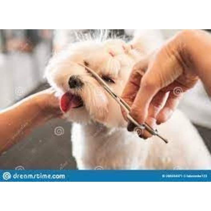 Ножиці для грумінгу домашніх тварин: ножиці для собак та котів з вигнутим лезом 16 см