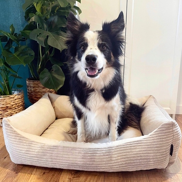 Вельветове лежак для собак MOLLY, 60x40 см, Бежевий
