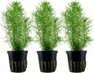 AquaOne Акваріумна рослина Pogostemon erectus, 3 шт — водна стеблова рослина для акваріума, повністю вкорінена, середня, легка у догляді, для акваскейпу та декору