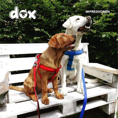 Шлейка для собак DDOXX Nylon Step-In, світловідбиваюча, регульована, анти-вислизання | для маленьких та великих собак, котів, цуценят | для авто | помаранчевий, розмір M