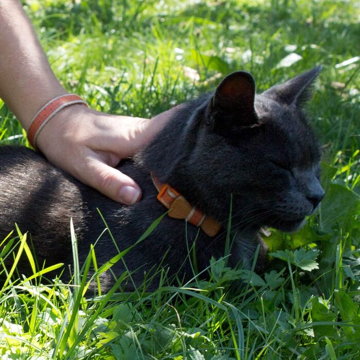 Pettsie нашийник для котів з безпечним замком і дерев'яною метеликом, дружній браслет, міцна бавовна, регулюється 20,3-28 см, оранжевий