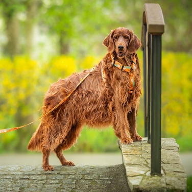 Класичний повідок Hauki, стрічка 2,5 м