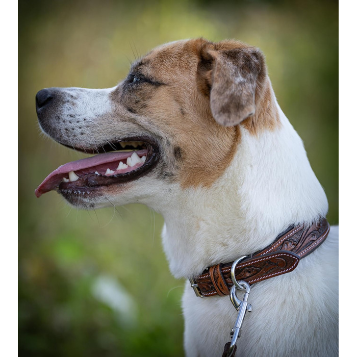 Нашийник для собак Джек Рассел з натуральної шкіри буйвола, ручної роботи, Talia (XL, 46-58 см)