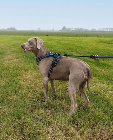 Шлейка для собак Ionto з відбиваючим матеріалом, синього кольору, розмір XL, з двома кільцями та 4 ремінцями, з Kick-застібками та гумовим руків'ям
