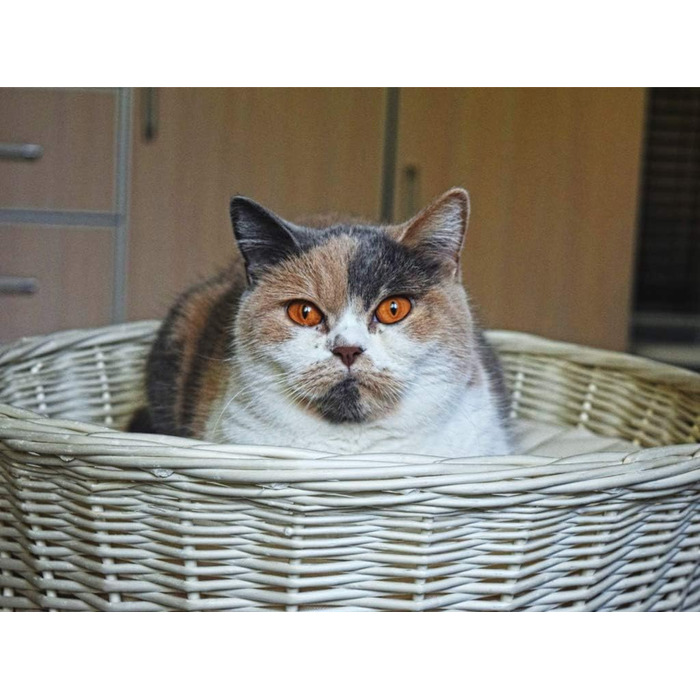 Кігтеточка-будиночок для котів: двоярусне ліжко з плетіння з лози, діаметр 50 см, з подушкою, білий колір