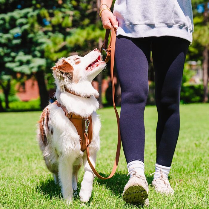 Антизахисна шлейка для собак Easy Walk BearBone з ручкою, повідцем і нашийником, для малих, середніх і великих порід, зелена