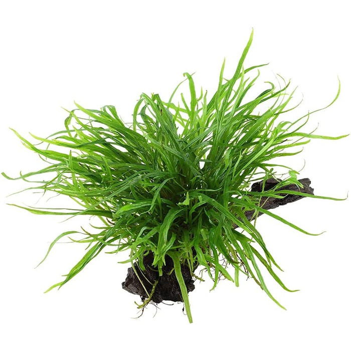 Акваріумна рослина Microsorum pteropus 'Trident' на корчі, водна рослина з кореневищем для акваріума