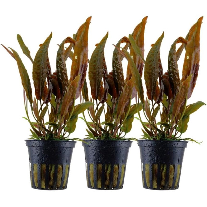 Акваріумна рослина Cryptocoryne usteriana, 3 шт, середній план, для акваріума, повністю вкорінена, для акваскейпу та декору
