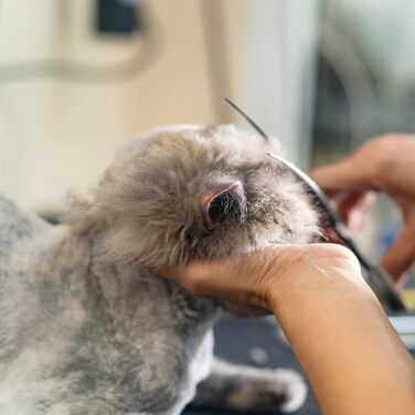 Професійна вигнута ножиця для собак 7,5' - ножиці для грумінгу собак, вигнуті ножиці для шерсті, ергономічна ручка (чорний)