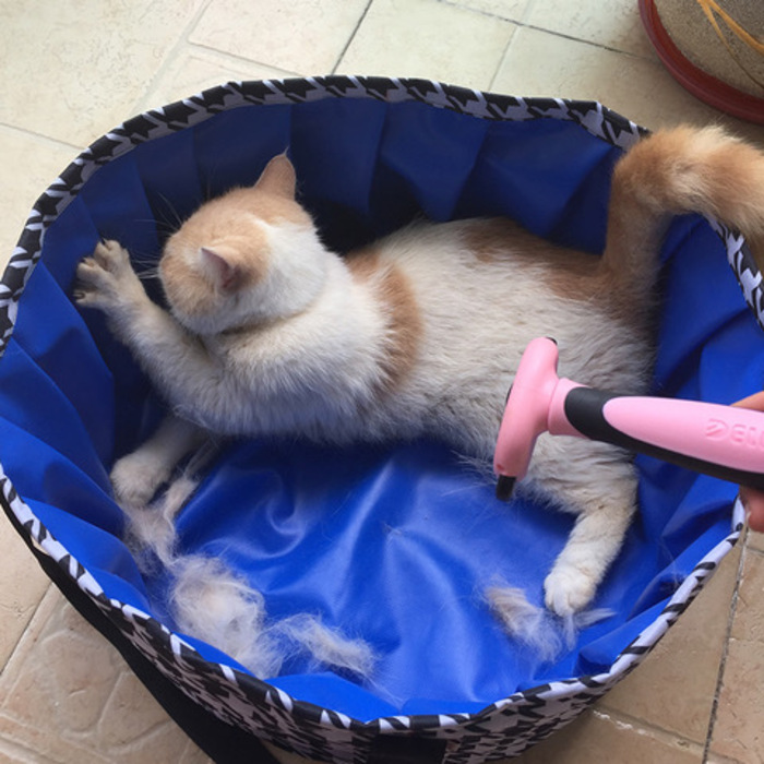 Складальний портативний басейн для собак та котів DOGLEMI